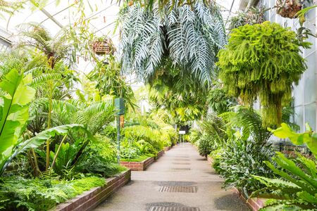 Green alley with flowers hanging in pots.の写真素材