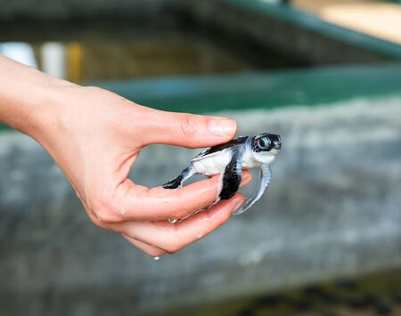 Female hand holding newborn turtle, Ceylonの写真素材