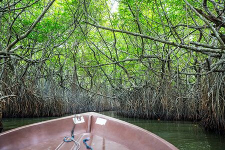 River, tropical mangroves Ceylon, view from boatの写真素材