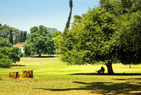 Green meadow and nature in village on Sri Lankaの写真素材