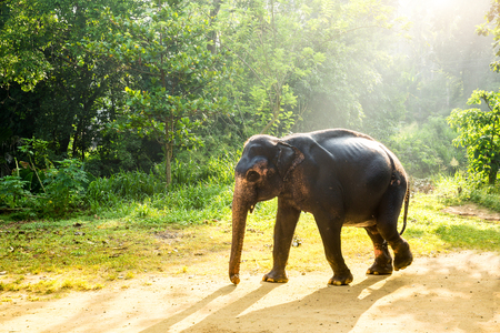 Ceylon wild elephant in tropical jungleの写真素材