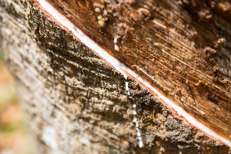 White milk on rubber tree trunk, closeup viewの写真素材