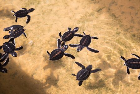 Newborn turtles in water, seaturtles Sri Lankaの写真素材