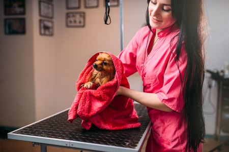 Pet groomer wipes little dog with a towelの写真素材
