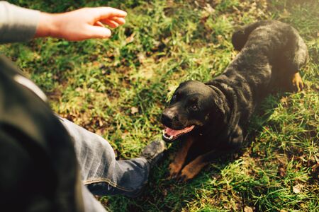 Male cynologist with working dog, training outsideの写真素材