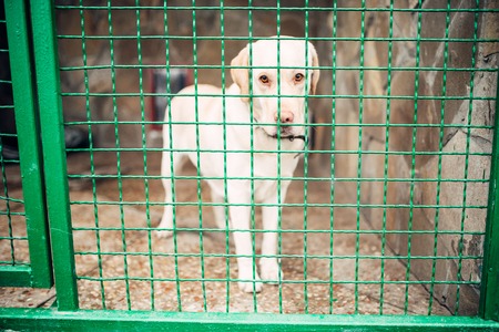 Dog face behind bars, veterinary clinic, no people