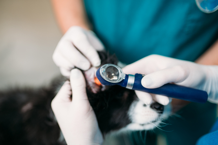 Professional veterinarians examining dogs earsの写真素材