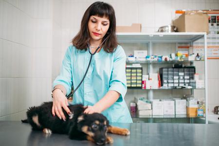 Veterinarian examining dog, veterinary clinicの写真素材