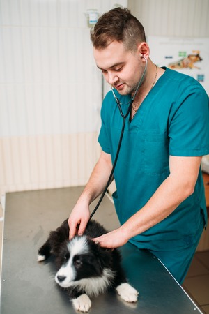 Male veterinarian examining dog, veterinary clinicの写真素材