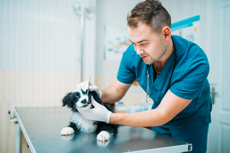 Male specialist examining dog, veterinary clinicの写真素材