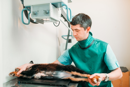 Veterinarian takes the x-ray, veterinary clinicの写真素材
