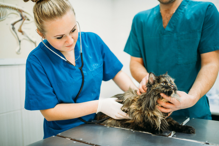Veterinarian examining cat, veterinary clinicの写真素材