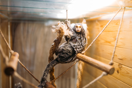 Exotic domestic animal, pet shop