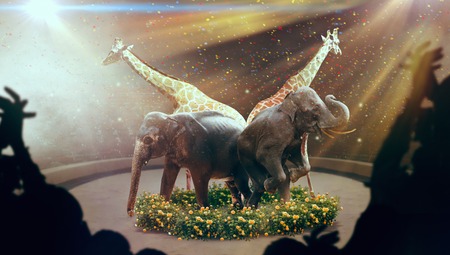 Elephants and giraffes, show on arena in circusの写真素材