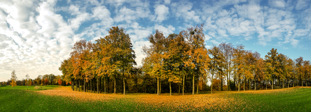 Yellow leaf fall, meadow in autumn park, panoramaの写真素材