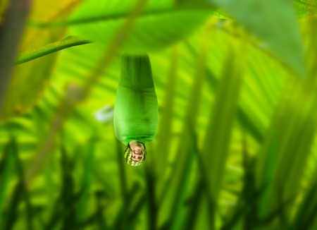 Human insect hanging upside down amoung plantsの写真素材