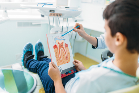 Dentist shows structure of the tooth to little boyの写真素材