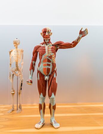 Anatomical model and skeleton of male human bodyの写真素材
