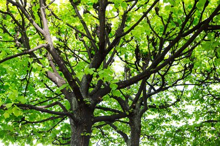 Tree with green foliage, European natureの写真素材