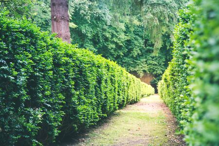 Walkside between clipped bushes, summer park in Europe. Professional gardening, european green...
