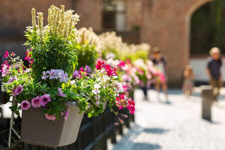 Flower bed on the street, old European townの写真素材