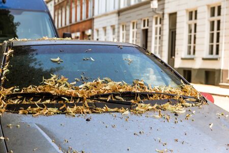 Foliage on car, street in provincial European townの写真素材