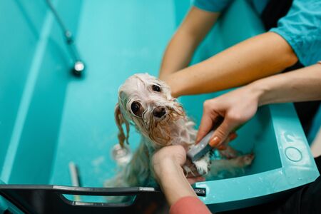 Female groomer washes cute dog, paws cleaningの写真素材