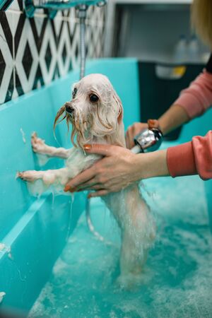 Female groomer with shower washes cute dogの写真素材