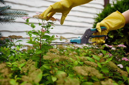 Woman in gloves cuts flower with pruners in gardenの写真素材