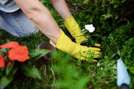 Woman in gloves planting flowers in the gardenの写真素材