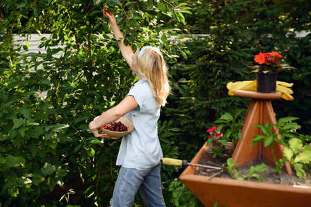 Young woman picks cherries in the gardenの写真素材