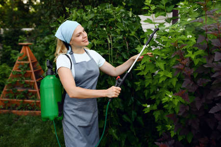 Woman in apron watering flowers in the gardenの写真素材