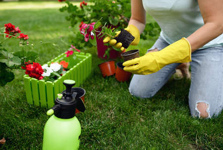 Smiling woman transplants flowers in the garden