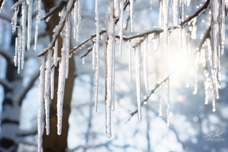 Icicles hanging from tree branches against a snowy forest backdrop. Blending into the winter landscape on blurred background. Focus on crystal icicles. Generative AIの素材
