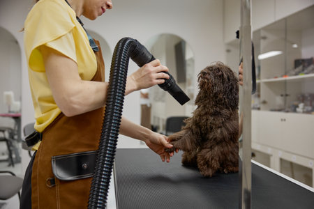 Professional female groomer drying fluffy purebred dog fur after washingの写真素材