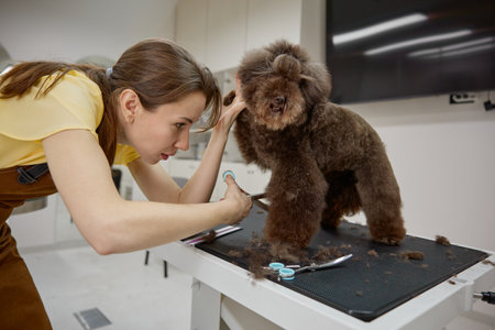 Female groomer trimming cute poodle dog with scissors in grooming salonの写真素材