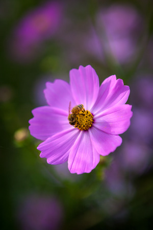 bee on cosmos flower in countryの写真素材