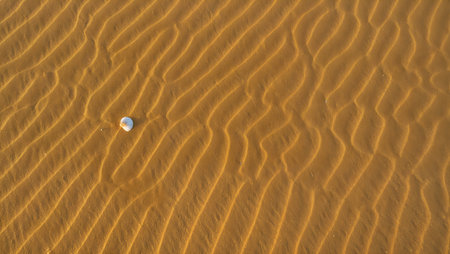 Sand dunes and seashell in the desert. Close up view.の素材