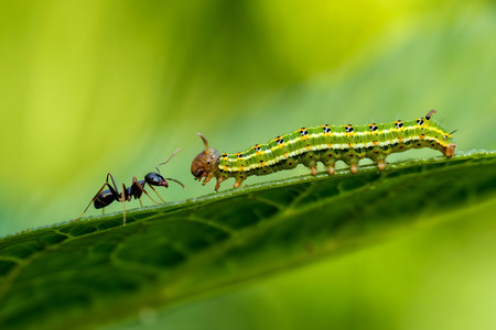 Image of green caterpillar and black ant on green leaf. Insect Animalの素材