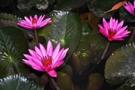 Water Lotus flowerの写真素材
