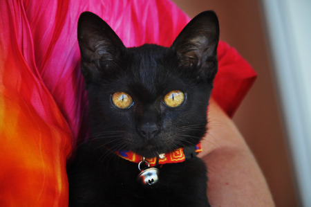 Black Cat looking at the cameraの写真素材