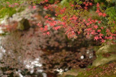 Mapleの写真素材