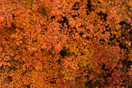 Mapleの写真素材