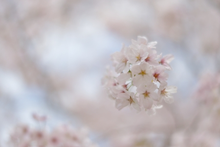 Cherry treeの写真素材