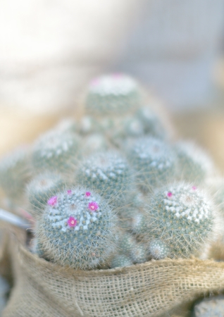 Cactusの写真素材