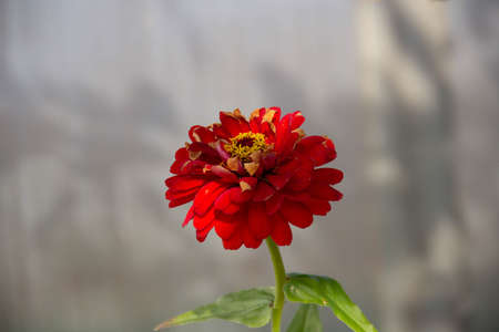 Zinnia elegans is a genus of flowering plants in the sunflower family Asteraceae.の写真素材