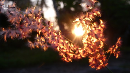 last lightの写真素材