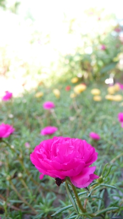 Lately wake up  dark pink flowerの写真素材