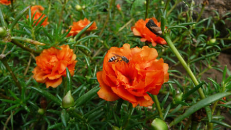 flower & beeの写真素材