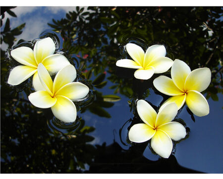 flower of pagodaの写真素材